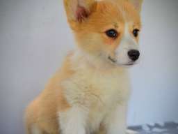 Vel&scaron;ki Corgi Pembrok prelepi &scaron;tenci