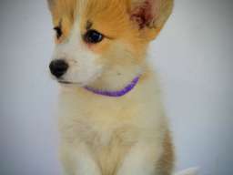 Vel&scaron;ki Corgi Pembrok prelepi &scaron;tenci