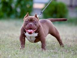 Microbully štenci