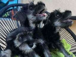 Na prodaju stenci patuljastog snaucera, crno-srebrni 