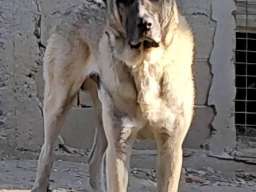 Turski Kangal, mužjak