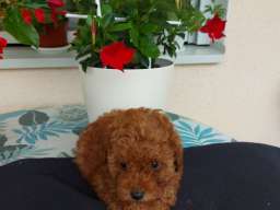 Toy teacup crvena pudla