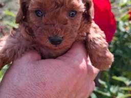 Toy teacup crvena pudla