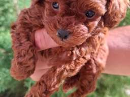 Toy teacup crvena pudla