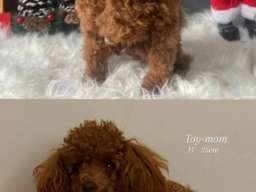 Toy teacup crvena pudla