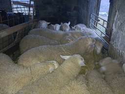 Jagnjići, četiri ipo meseca 