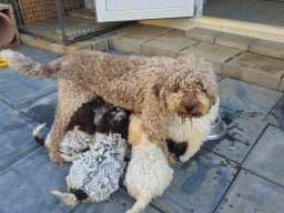 &Scaron;tenci Lagoto Romanjole