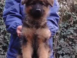 Nemački ovčar izvanredno &scaron;tene Beograd