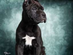 Cane Corso stenad