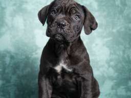 Cane Corso stenad