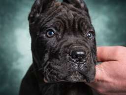Cane Corso stenad
