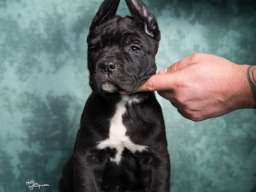 Cane Corso stenad