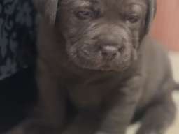 Labrador &scaron;tenci