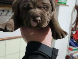 Labrador &scaron;tenci