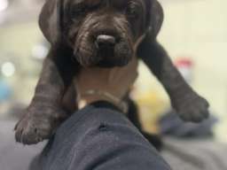 Labrador &scaron;tenci