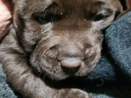 Labrador &scaron;tenci