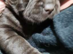 Labrador &scaron;tenci