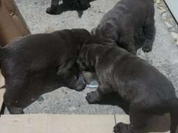 Labrador &scaron;tenci