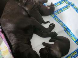 Labrador &scaron;tenci