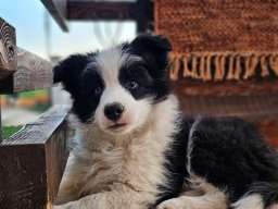 Border Koli, vrhunski &scaron;tenci