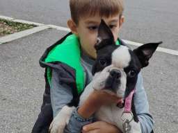 Boston terijer mužjak