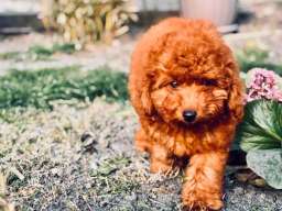 Crvena patuljasta pudla