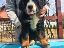 Bernski planinski pas štenci