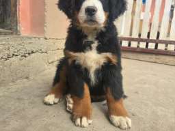 Bernski planinski pas &scaron;tenci