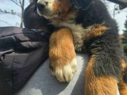 Bernski planinski pas &scaron;tenci