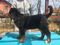 Bernski planinski pas &scaron;tenci