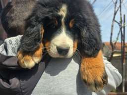 Bernski planinski pas &scaron;tenci