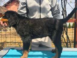 Bernski planinski pas &scaron;tenci