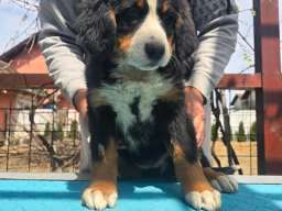 Bernski planinski pas &scaron;tenci