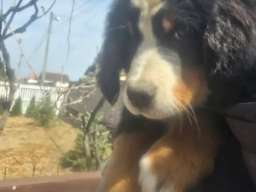 Bernski planinski pas &scaron;tenci