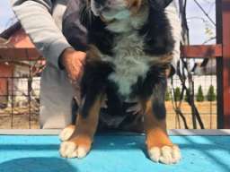 Bernski planinski pas &scaron;tenci