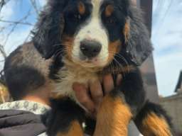 Bernski planinski pas &scaron;tenci