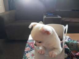 Beautiful puppies ready for adoption