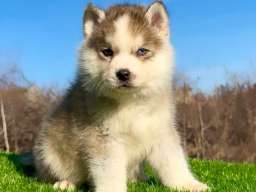 Pomsky-pomski (pomeranac + haski)