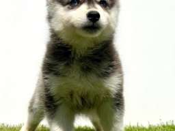 Pomsky-pomski (pomeranac + haski)