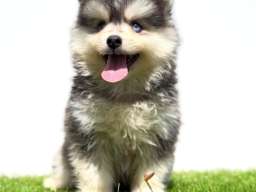 Pomsky-pomski (pomeranac + haski)