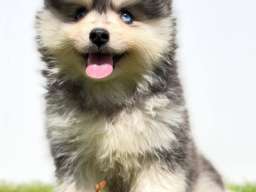 Pomsky-pomski (pomeranac + haski)