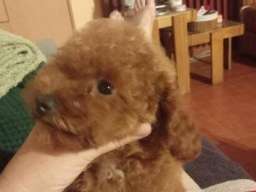 &Scaron;tenci toy crvene pudle