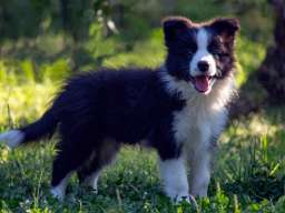 Border Collie - Border koli štenad