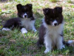 Border Collie - Border koli &scaron;tenad