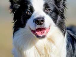 Border Collie - Border koli &scaron;tenad