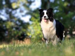 Border Collie - Border koli &scaron;tenad