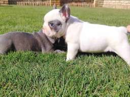 Francuski buldog