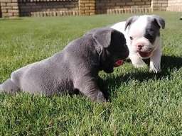 Francuski buldog