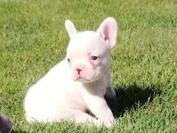 Francuski buldog