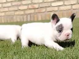 Francuski buldog